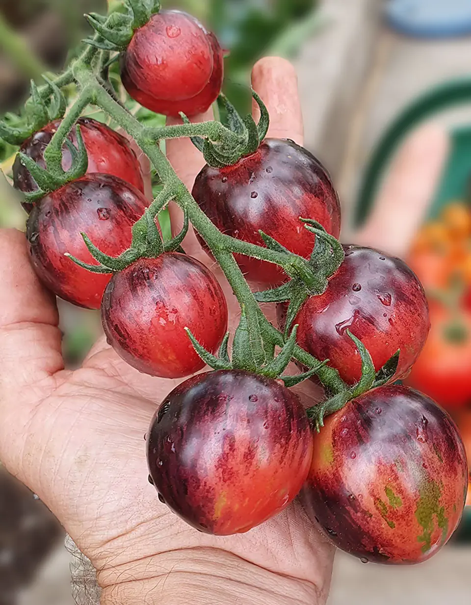 Semillas Tomates 