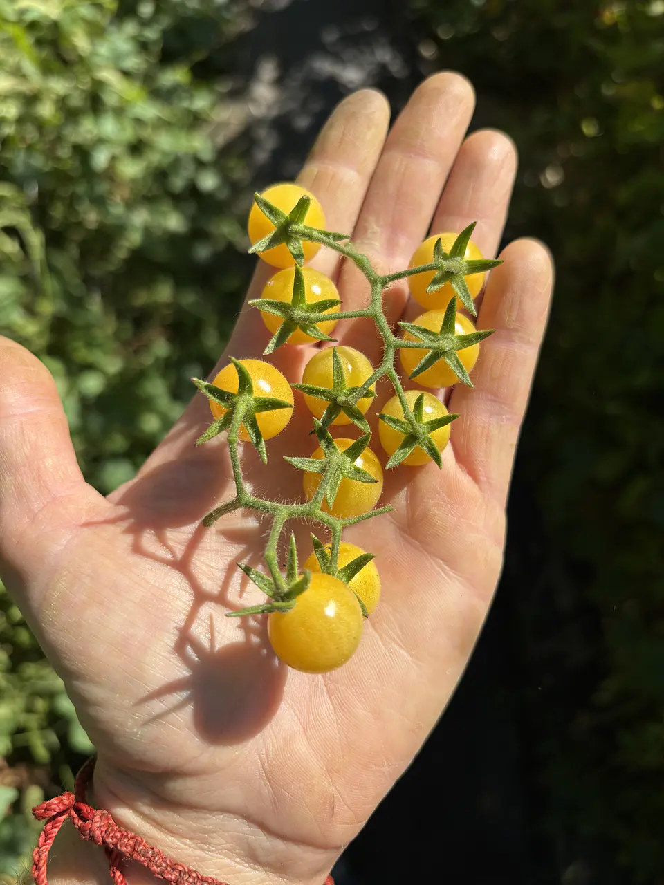 Semillas Tomates 