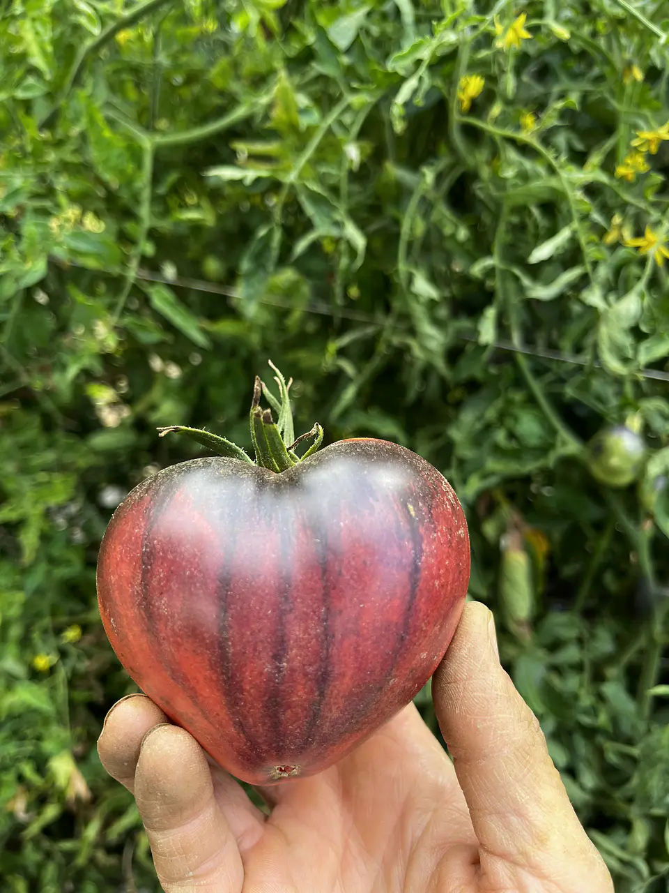 Semillas Tomates 