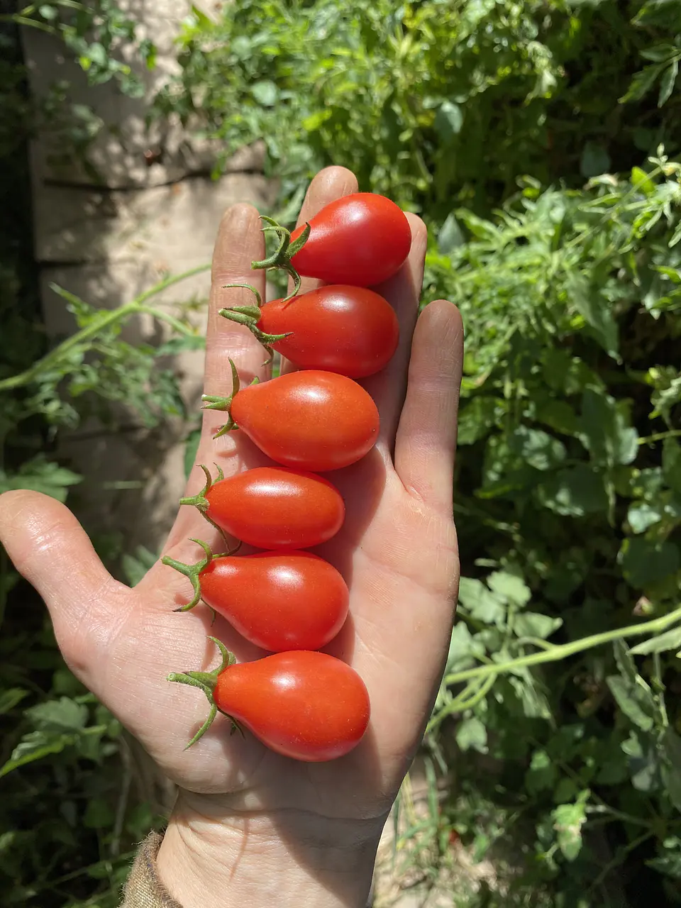 Semillas Tomates 