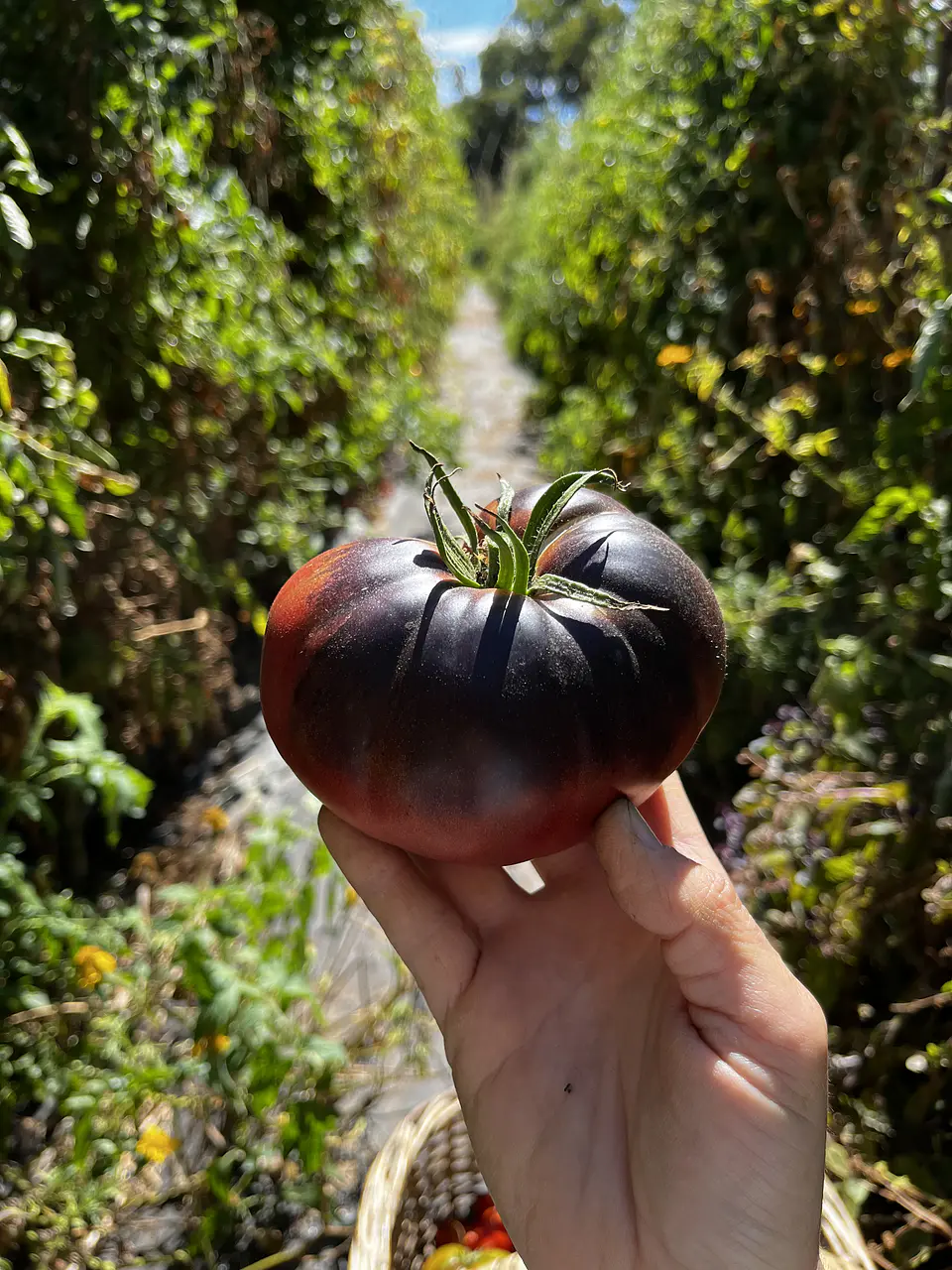 Semillas Tomates 