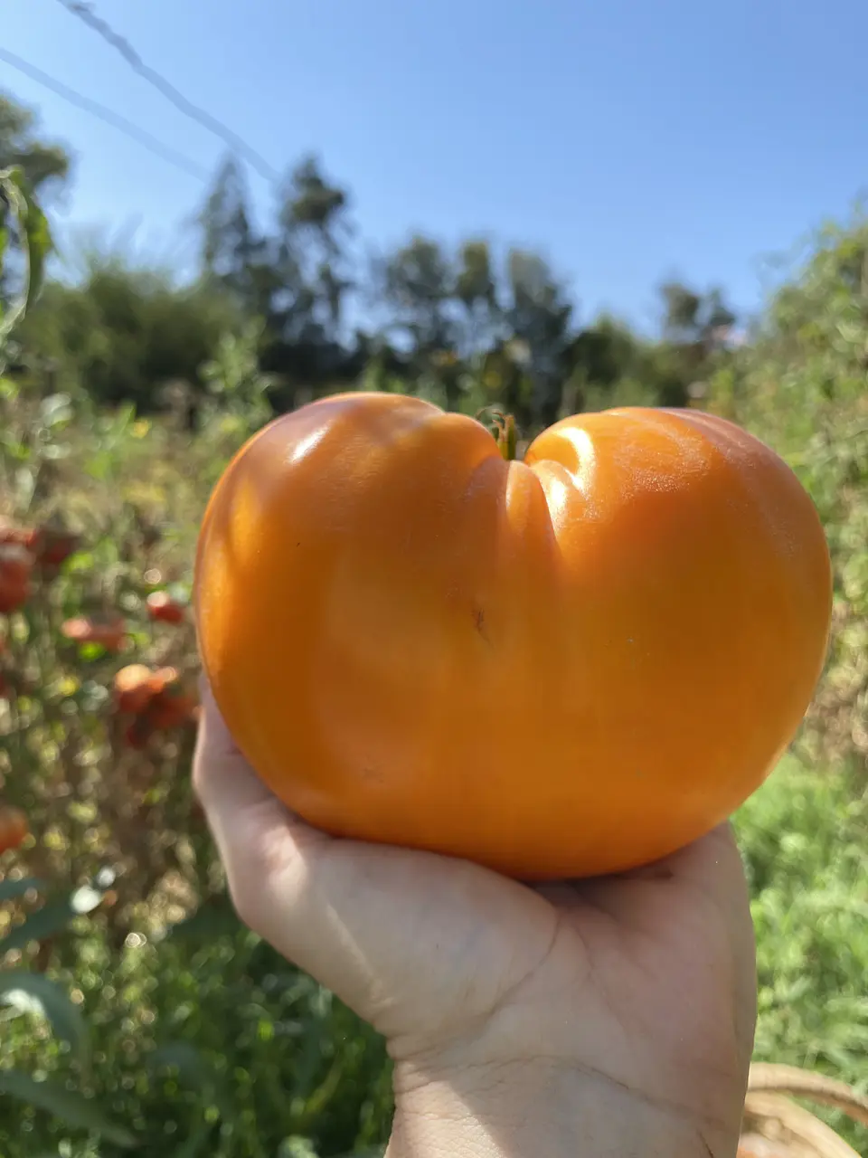 Semillas Tomates 