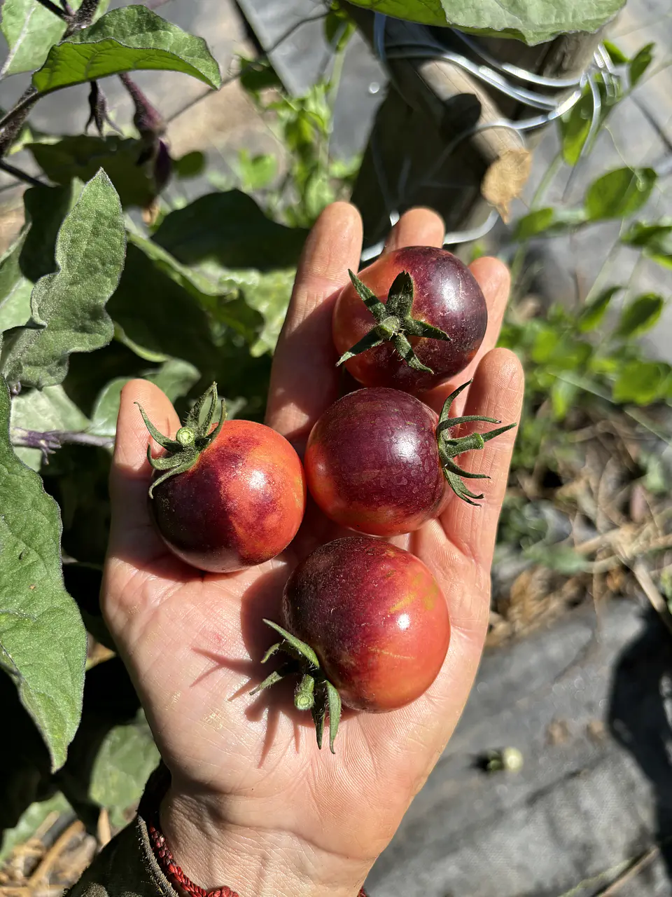 Semillas Tomates 