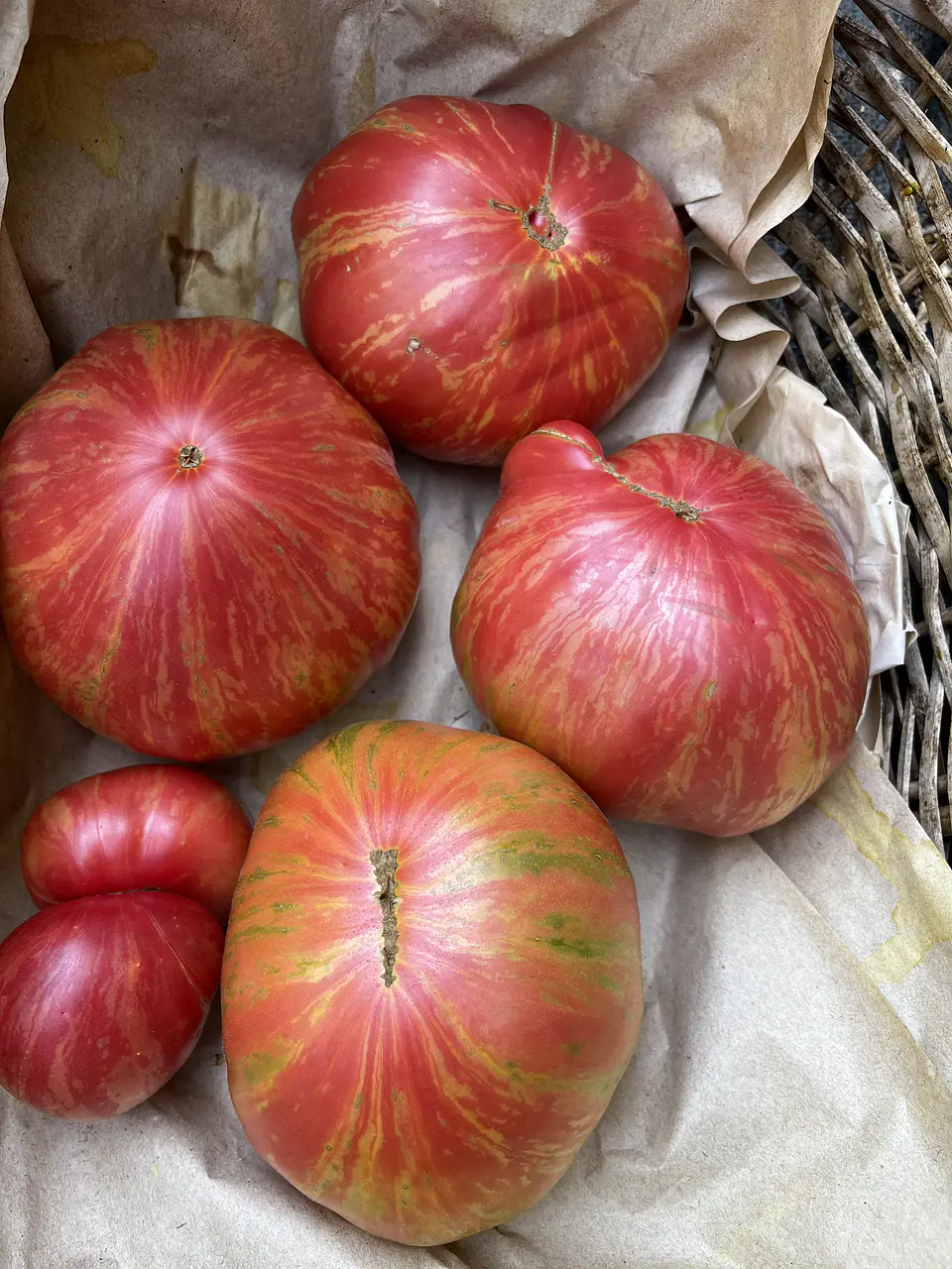 Semillas Tomates 