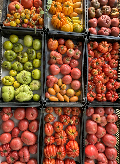 Semillas Tomates "La Cooka" variedades 1