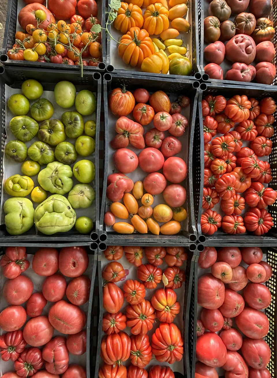 Semillas Tomates 
