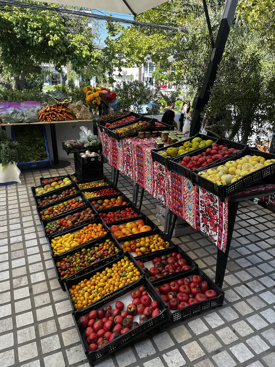 Semillas Tomates 