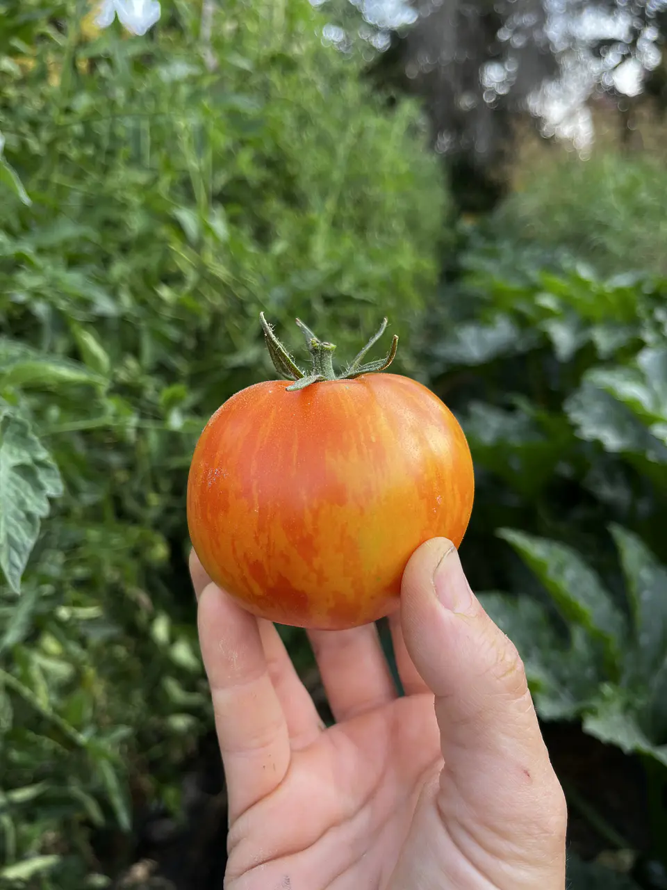 Semillas Tomates 
