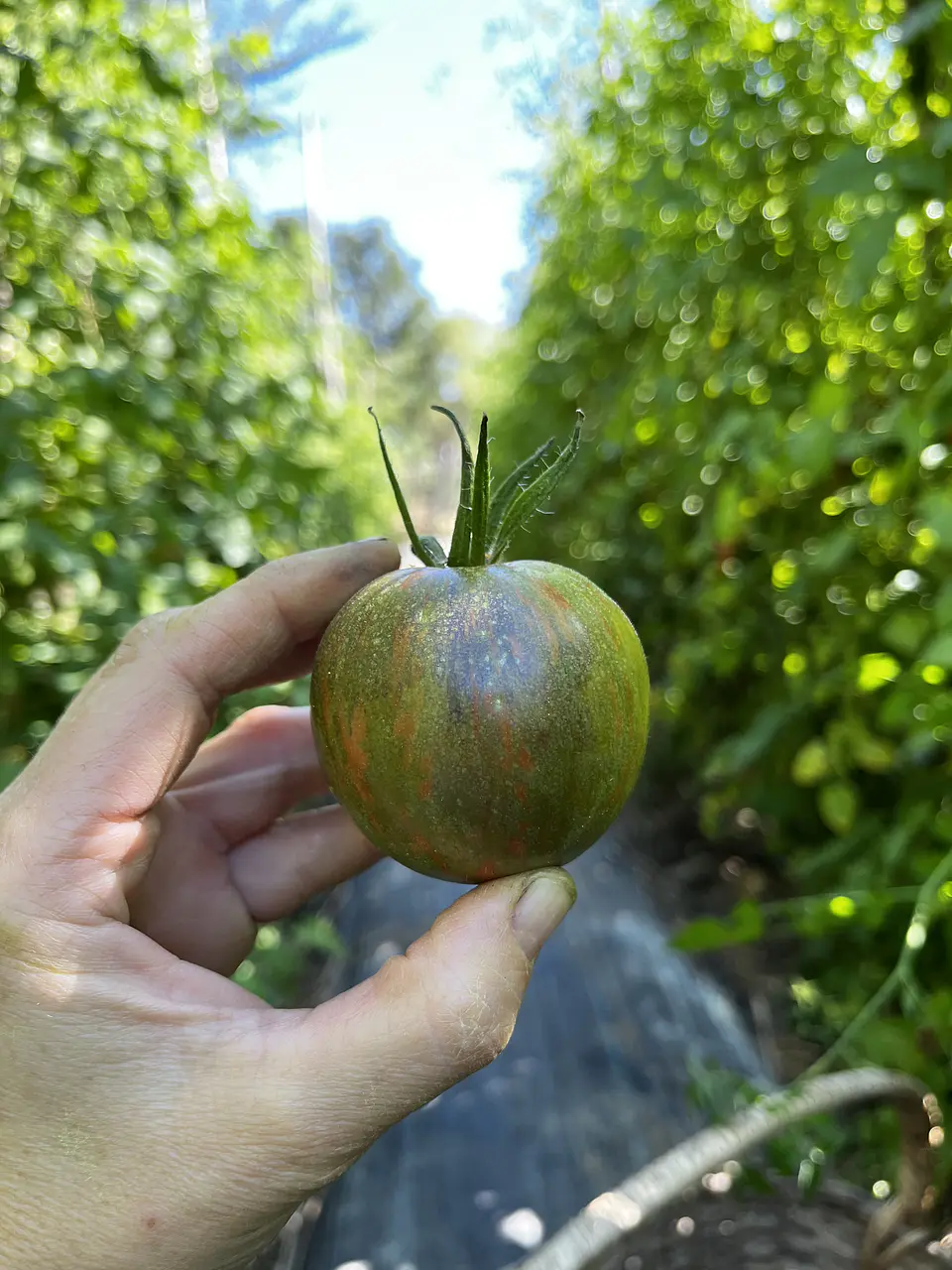 Semillas Tomates 