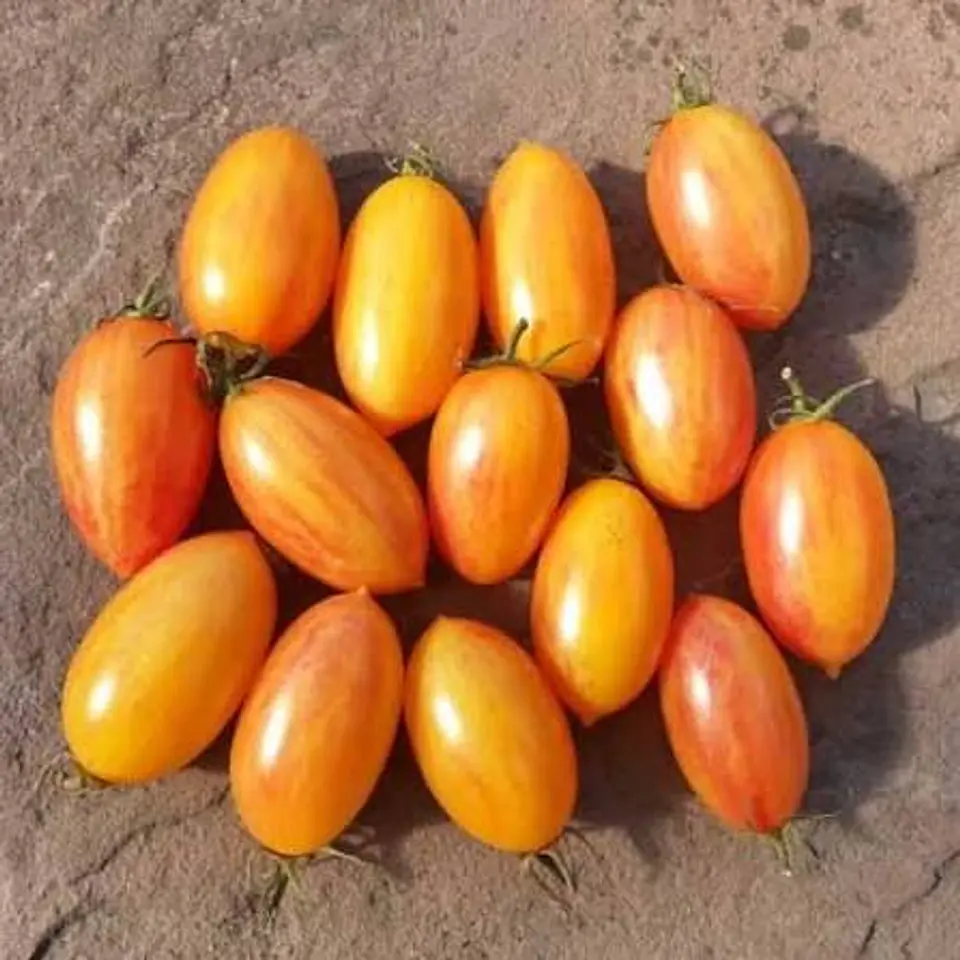 Semillas Tomates 