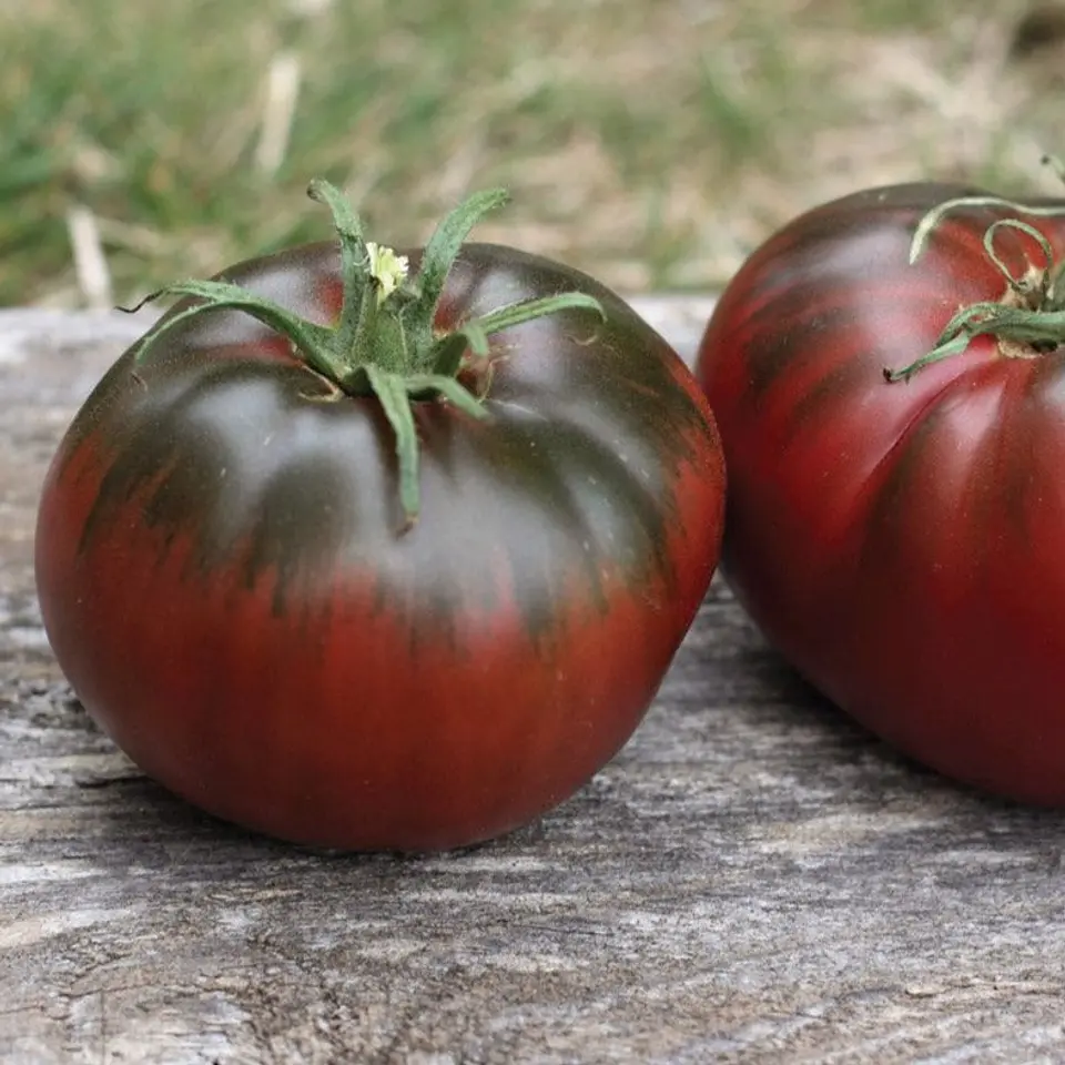 Semillas Tomates 