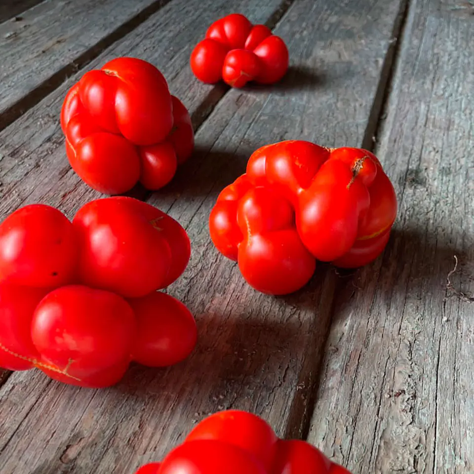 Semillas Tomates 