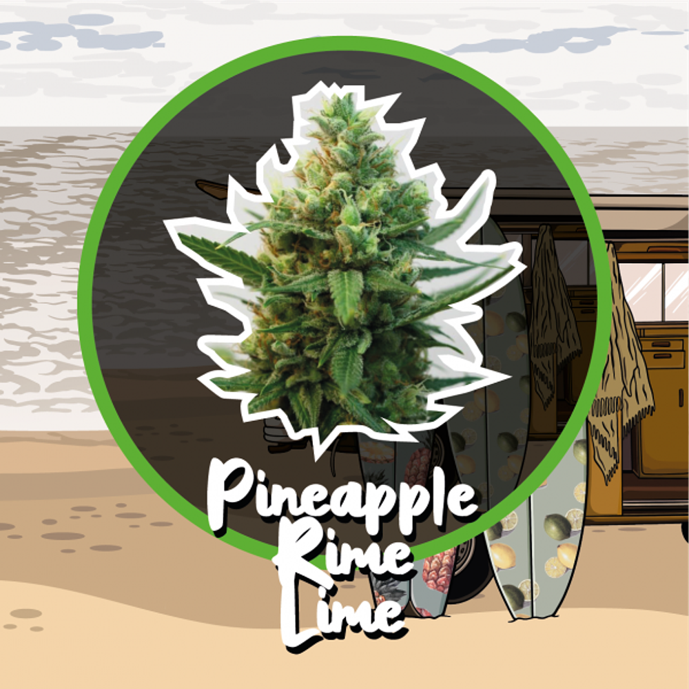 PINEAPPLE RIME LIME FEM