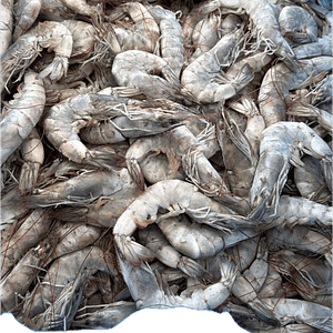 Camarón 21 / 25 por KG