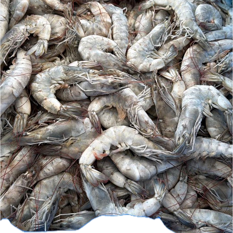 Camarón 21 / 25 por KG 1