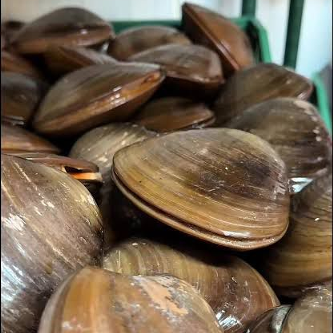 Almeja Chocolata KG 1