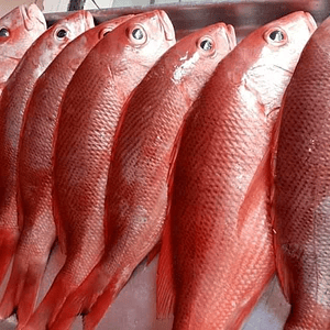 Huachinango Ración 500-700 grs