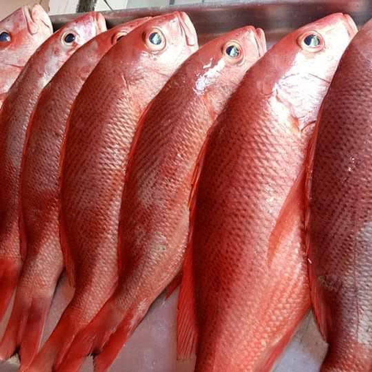 Huachinango Ración 500-700 grs 1