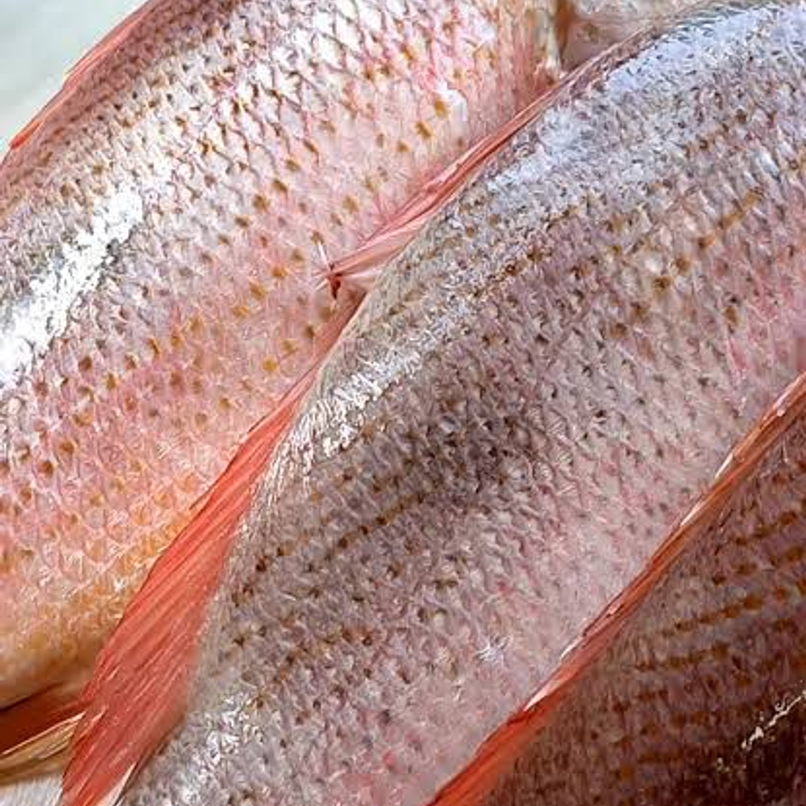 Huachinango Kilero 800-1.900 kg 1