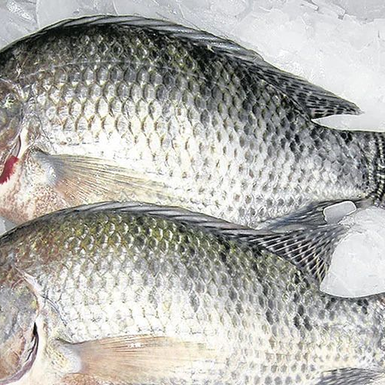 Mojarra 500-700 Grs 1