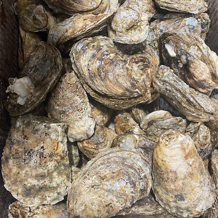 Ostion grande bolsa 1