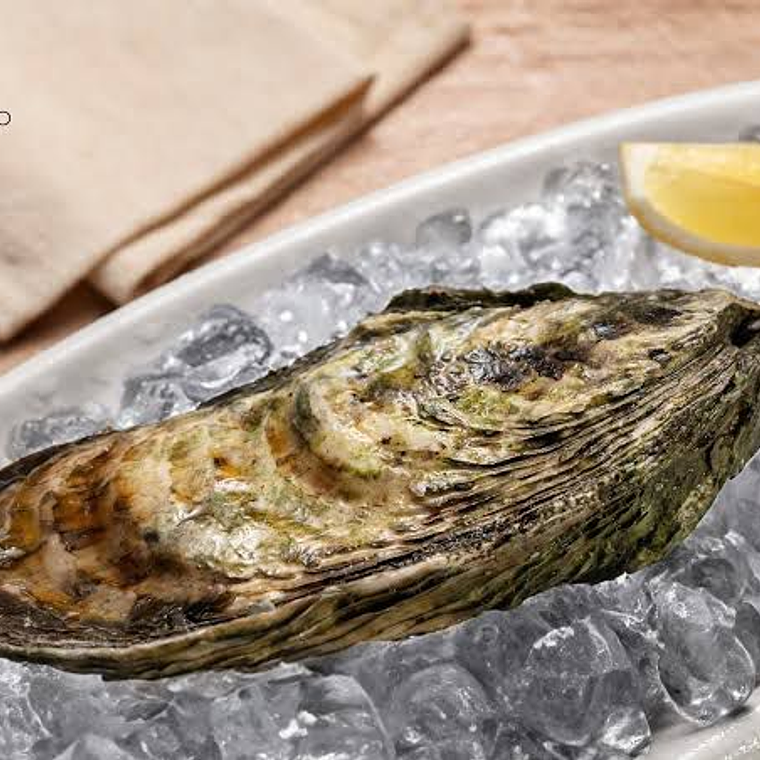 Ostion bahía falsa mediano por docena 1