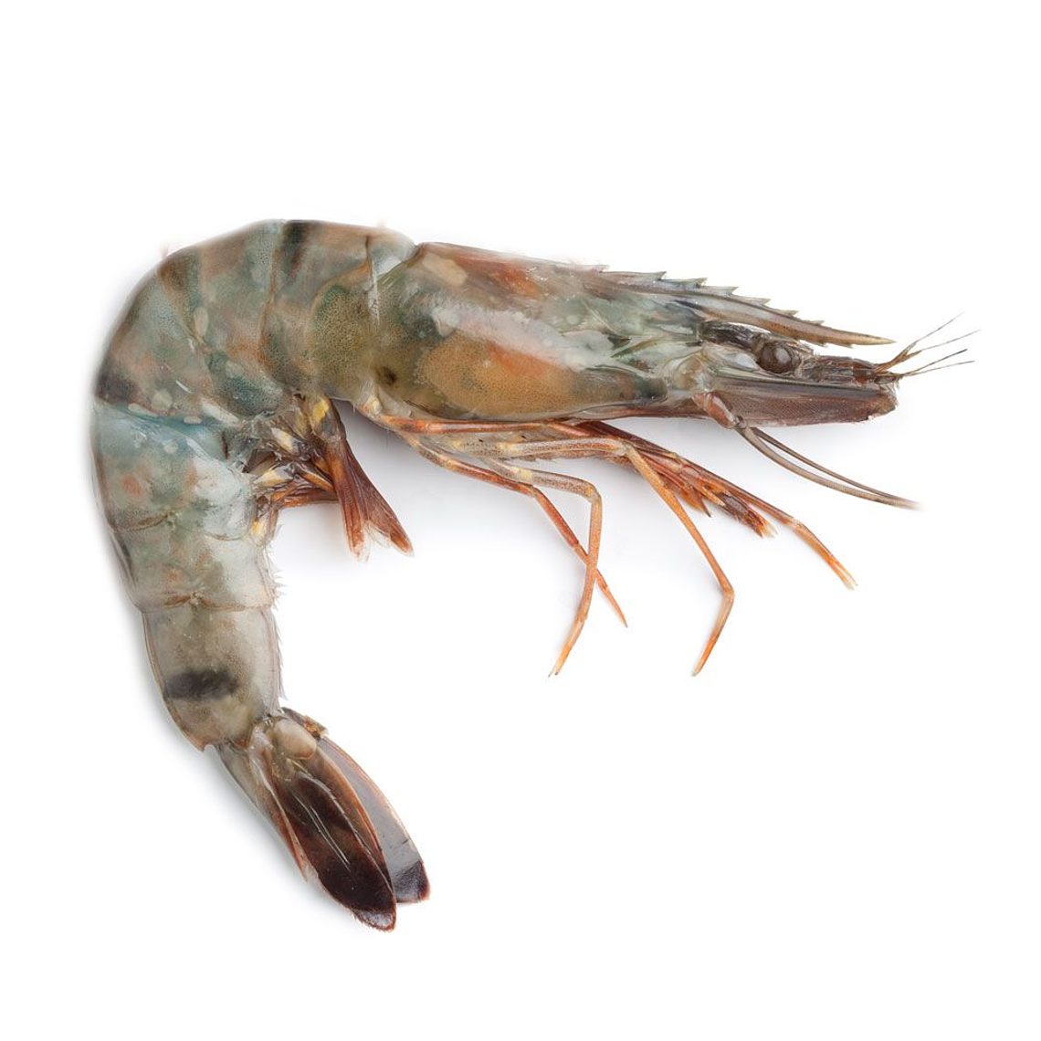 Camarón Mediano con cabeza KG 1