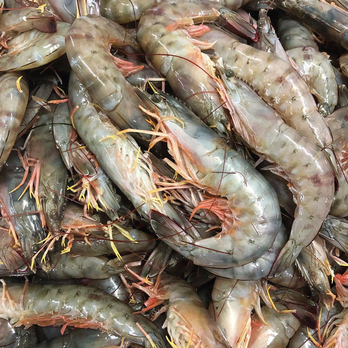 Camarón Jumbo Fresco Cafe KG 1