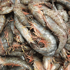 Camarón Jumbo Fresco Cafe KG