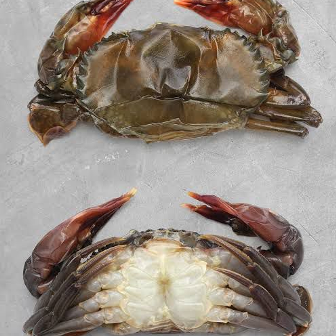 Jaiba Concha Suave KG 1