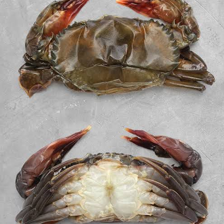 Jaiba Concha Suave KG 1