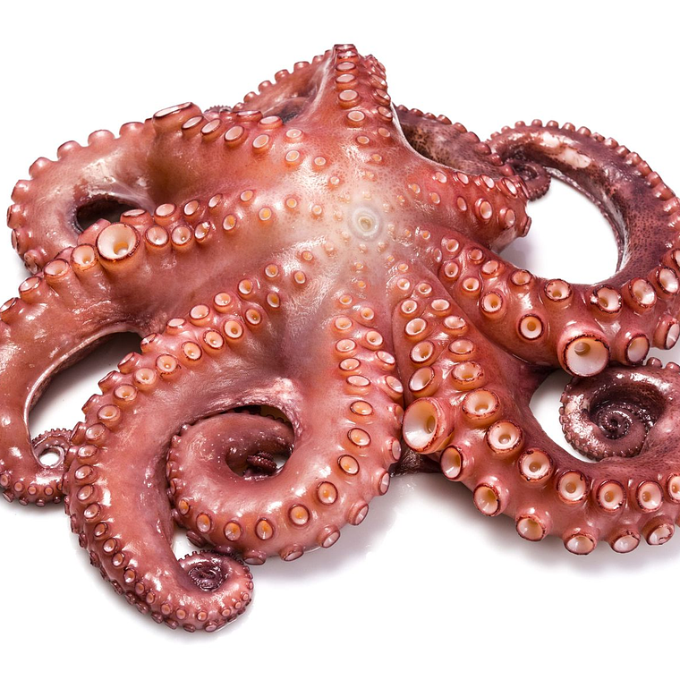 Pulpo 1-2 KG 1