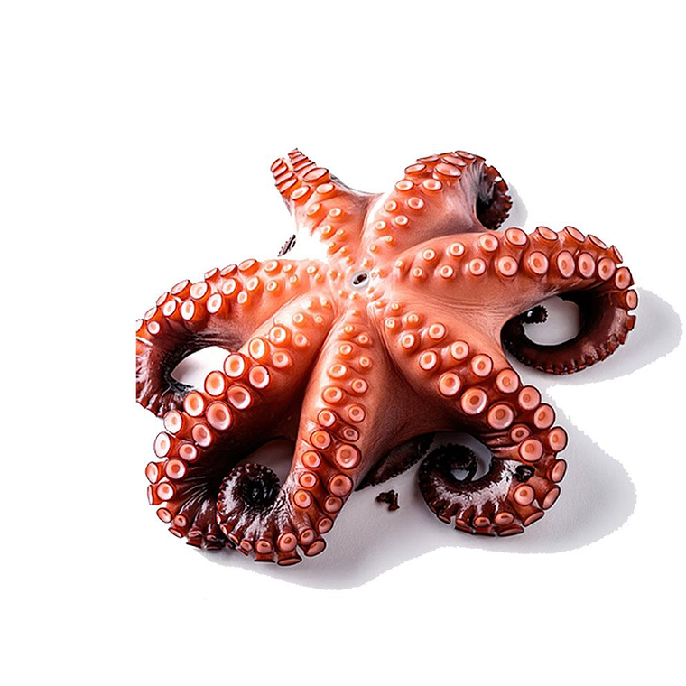 Pulpo 2-4 KG 1