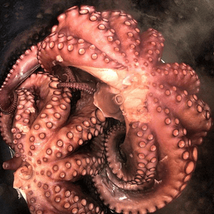 Pulpo Precocido KG