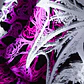  TENEBRV PNK - Miniatura 5
