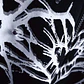 L☆ARACNE FULL SUMMER - Miniatura 5