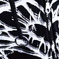 S☆ARACNE SUMMER - Miniatura 2