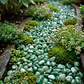 Piedra Semi Preciosa 7 a 9 ml Decoración 100grs Jade - Miniatura 8