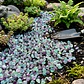 Piedra Semi Preciosa 7 a 9 ml Decoración 100grs Fluorita Arcoiris - Miniatura 6