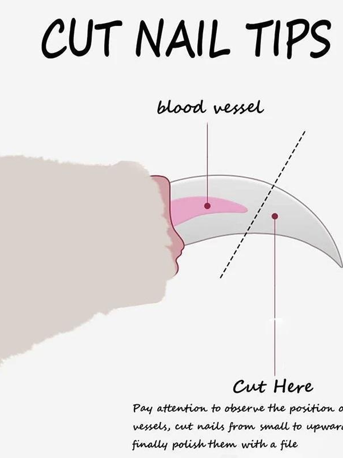 Cortaúñas para mascotas, cortaúñas para perros y gatos, cuidado de garras para mascotas, suministros para el cuidado de mascotas, cuidado de mascotas 3