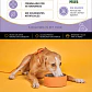 Gerolamo 3 Pack-alimento Pate Carne-perro Adulto-300 Gr C/u - Miniatura 4