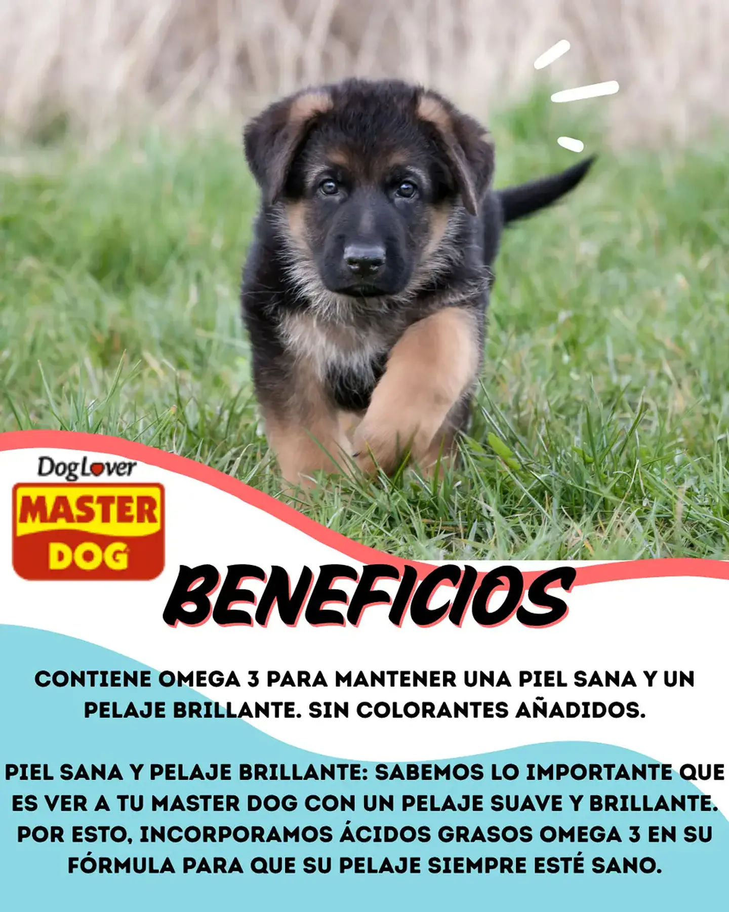 Master Dog 10 Sachets - Cachorros - Sabor Pollo 9.47 Kg 2