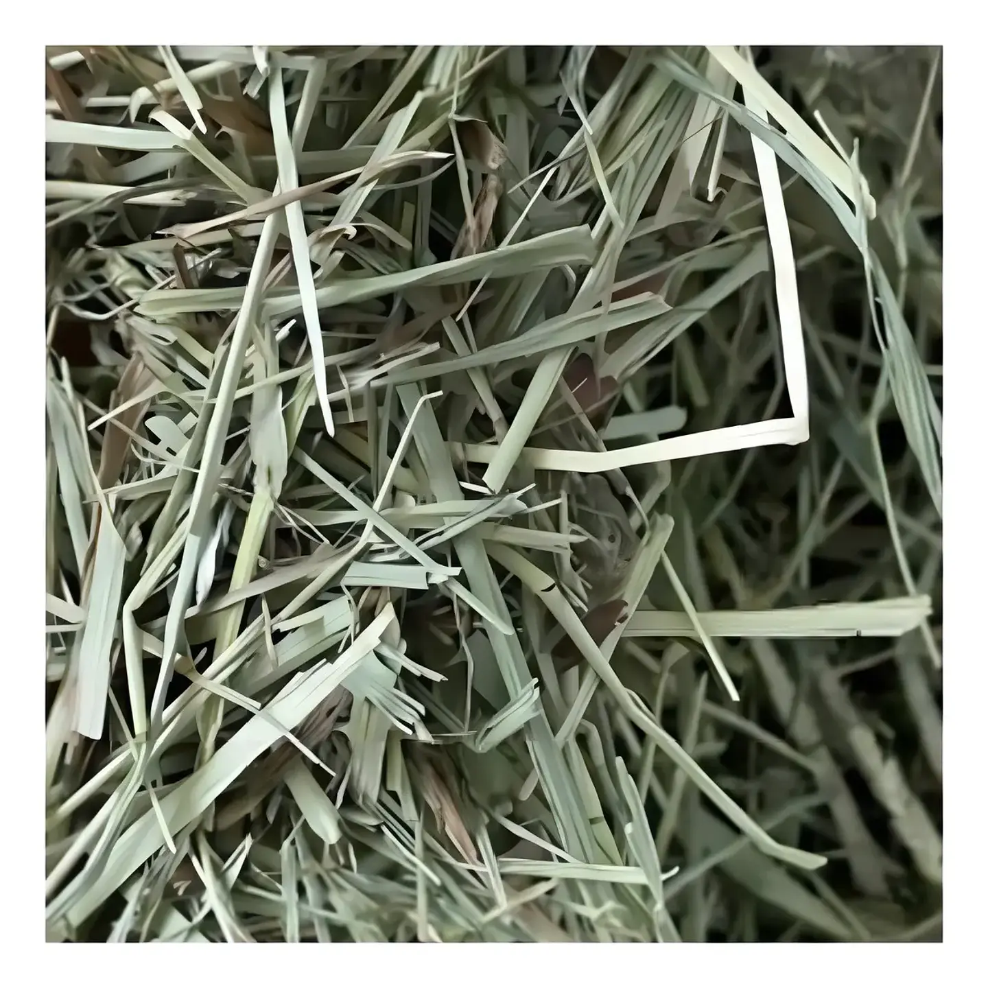 Oxbow Heno Timothy Conejo Cobaya Chinchilla 425g Fibroso Natural 3