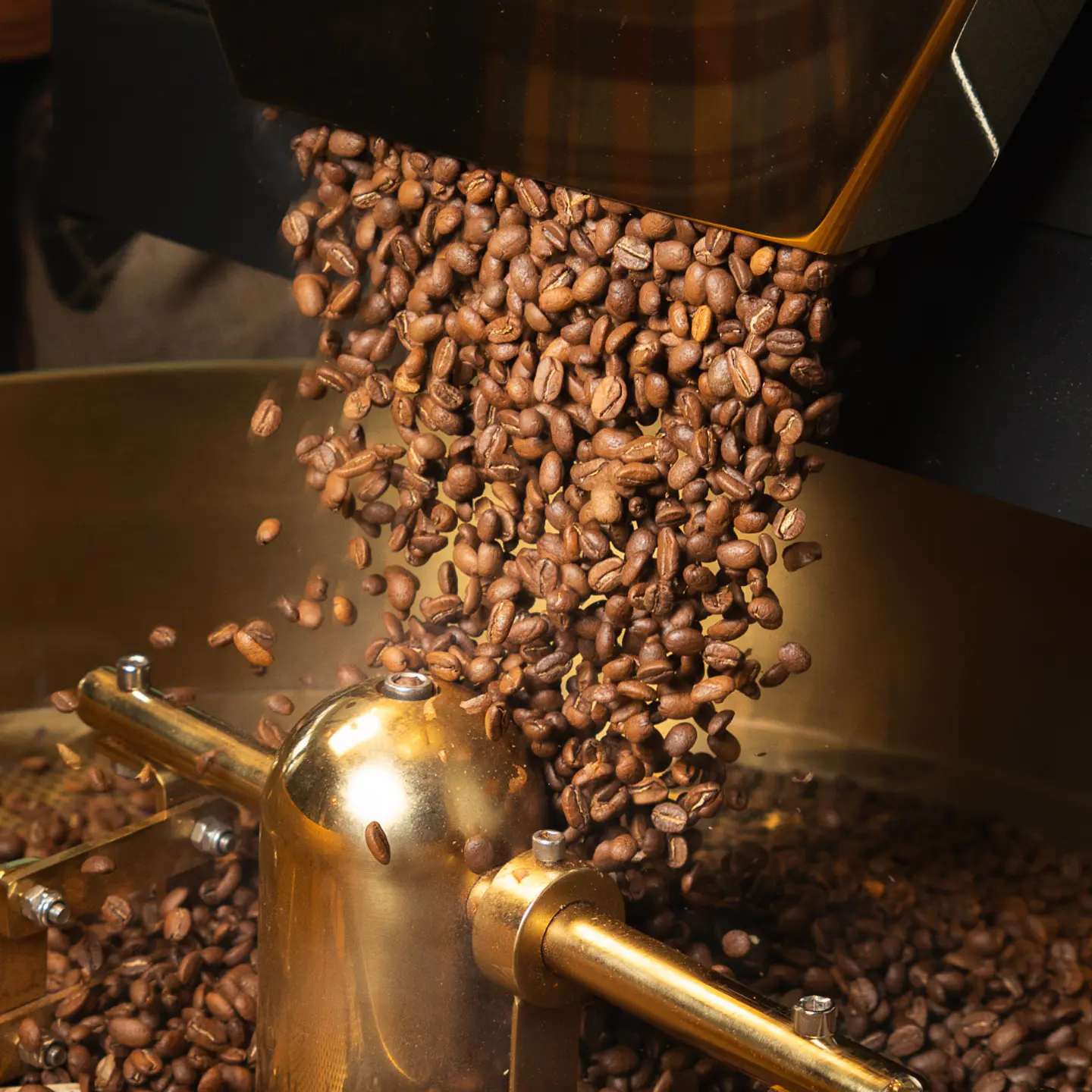 El buen café te espera, unete a la red del micelio 