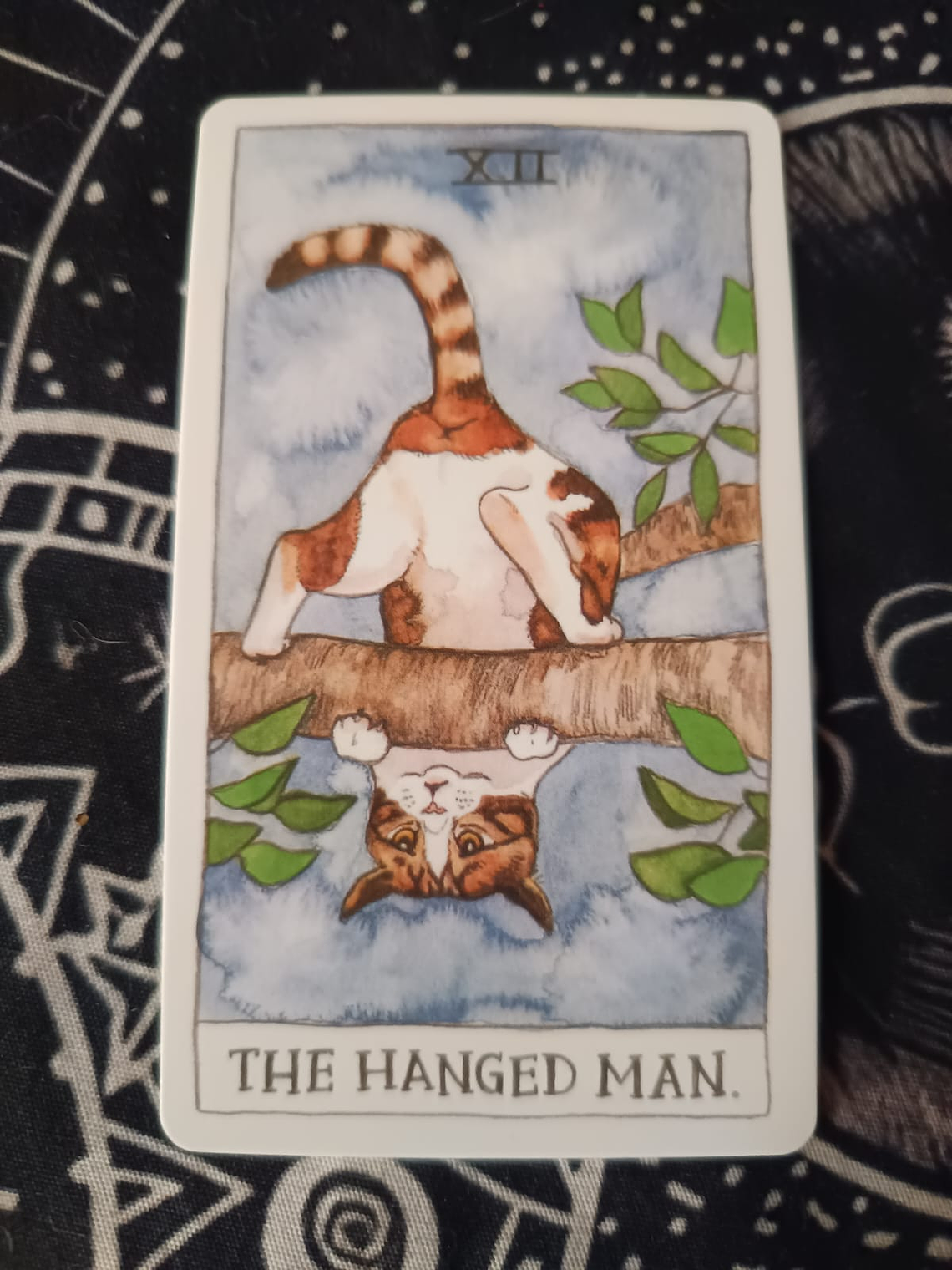 Cat Tarot  5