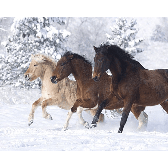 Pintura por números Caballos