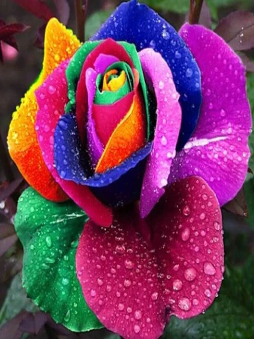 Diamond Painting Rosa