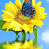 Diamond Painting Mariposa en Flor (40x50cm)