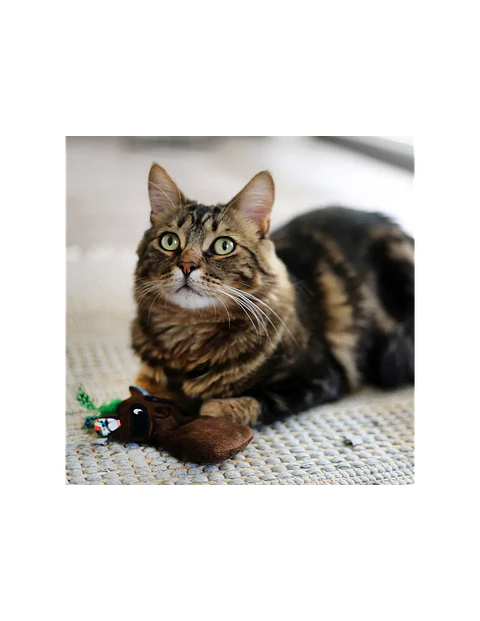 JUGUETE GATO MAXI TOY MAPACHE 18 CM