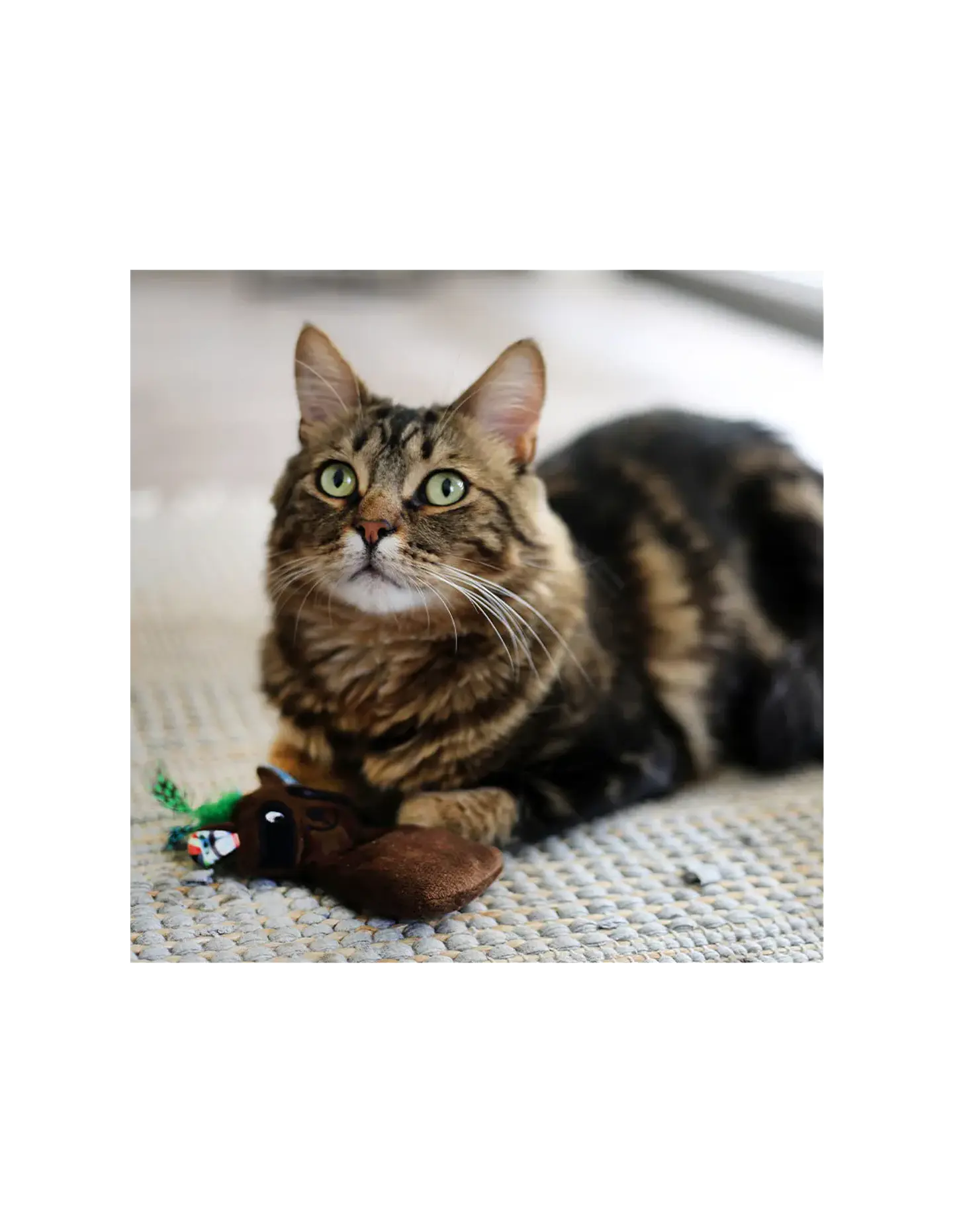 JUGUETE GATO MAXI TOY MAPACHE 18 CM 2